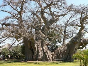 sunland baobab bar